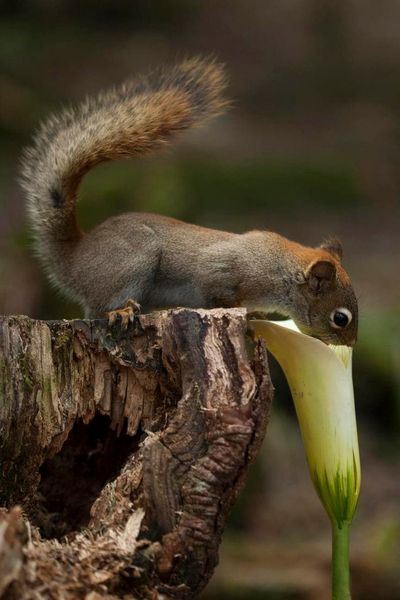 Effective Love Spells Caster [+27826623707]] ╬ SPIRITUAL HEALER in South africa ,Montenegro, Morocco, Netherlands, New Zealand, Nicaragua, Nigeria, Norway, Oman, Pak istan, Panama Paraguay, Peru, Philippines, Poland, Portugal ,Qatar, Romania, Russia Serbia, Singapore, Slovakia, South Africa Spells Caster ╬{{+27826623707}}╬ SPIRITUAL HEALER /Voodoo Spells Caster in South Africa, Spain, Suriname, Sweden Switzerland, Taiwan, Thailand, Turkey, Ukraine, United Arab Emirates, United Kingdom, Uruguay, South Africa, Venezuela, Vietnam