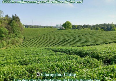 champs-theier-6000ha