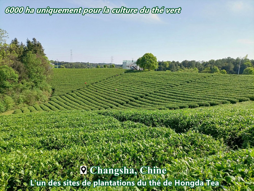 L’usine de thé vert possédant les plus vastes plantations
