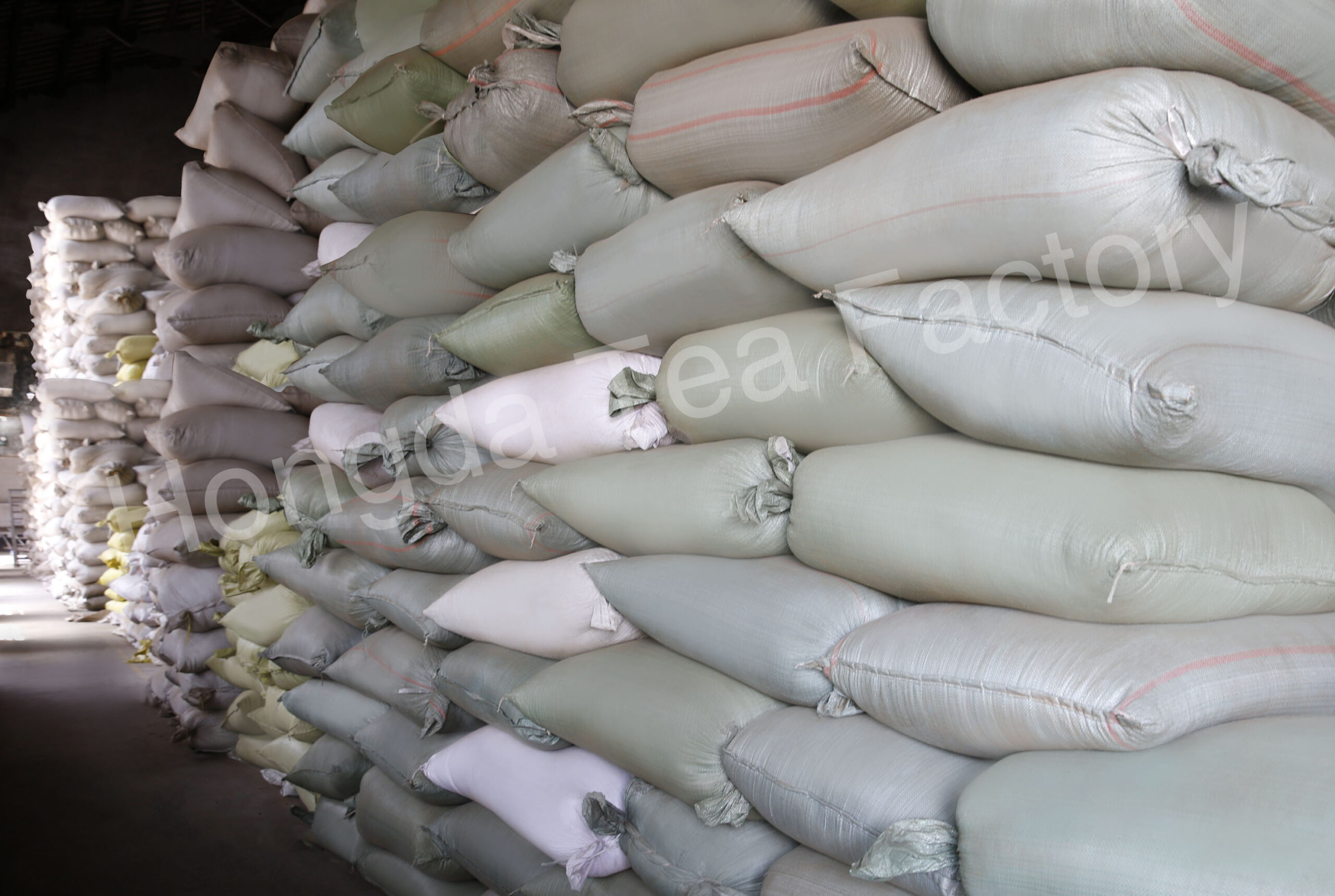 L’usine de thé vert possédant les plus vastes plantations