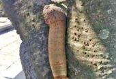 PENIS ENLARGEMENT CREAM IN LUANDA ANGOLA+27 71 009 6483