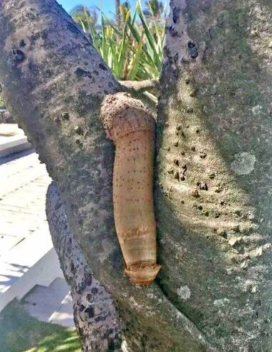 PENIS ENLARGEMENT CREAM IN LUANDA ANGOLA+27 71 009 6483