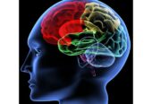 Brain Plus IQ supplements available in Mbombela+27 81 850 2816