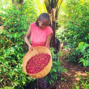Top Green Coffee Beans Product Trade, Exporters and Importers +27631501216