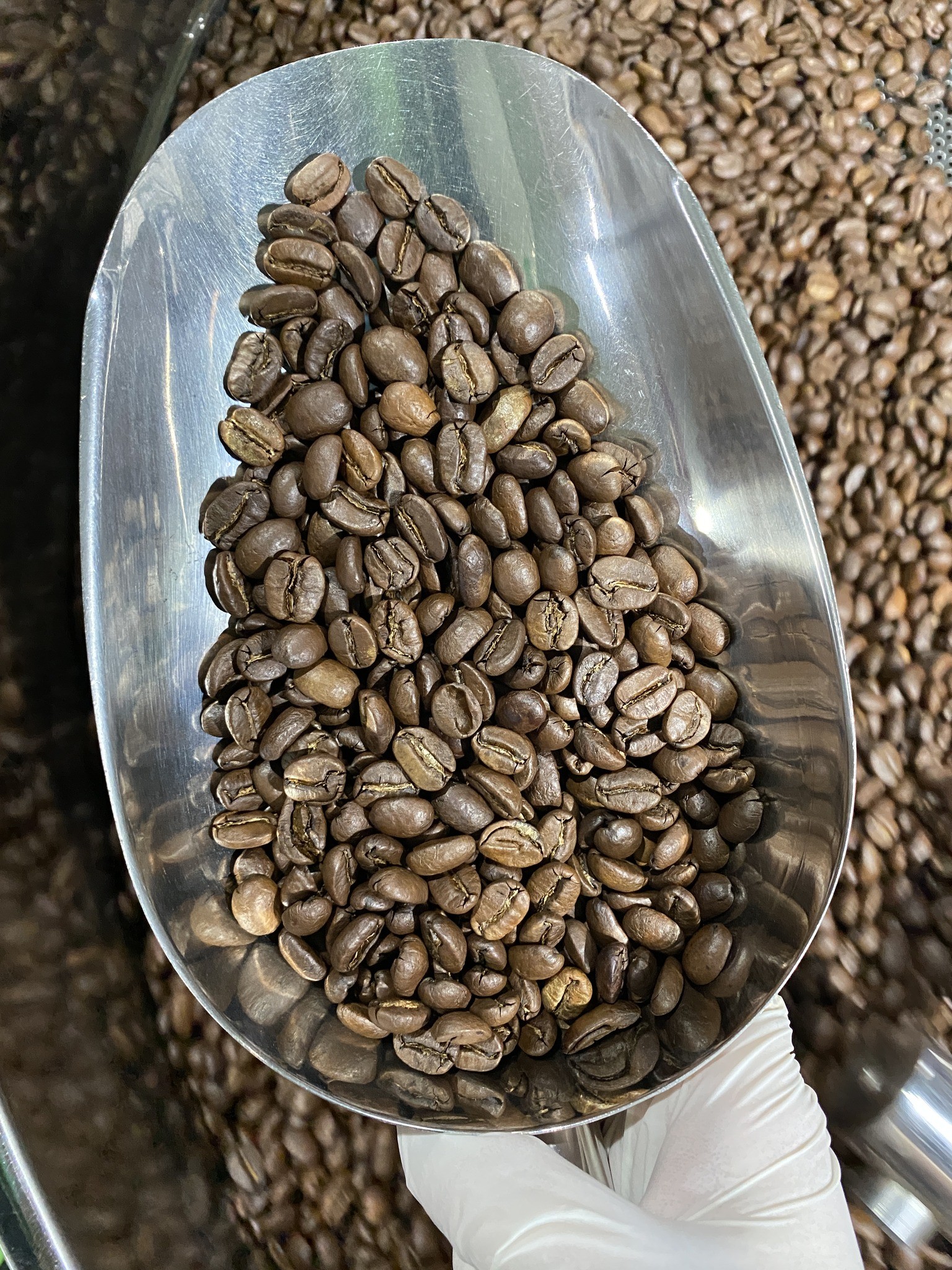 Uganda’s Best Cocoa Bean export company and exporters in South Africa +27631501216