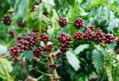 Buy Premium Roasted Coffee Beans Near Me | International Suppliers and Wholesalers +27631501216