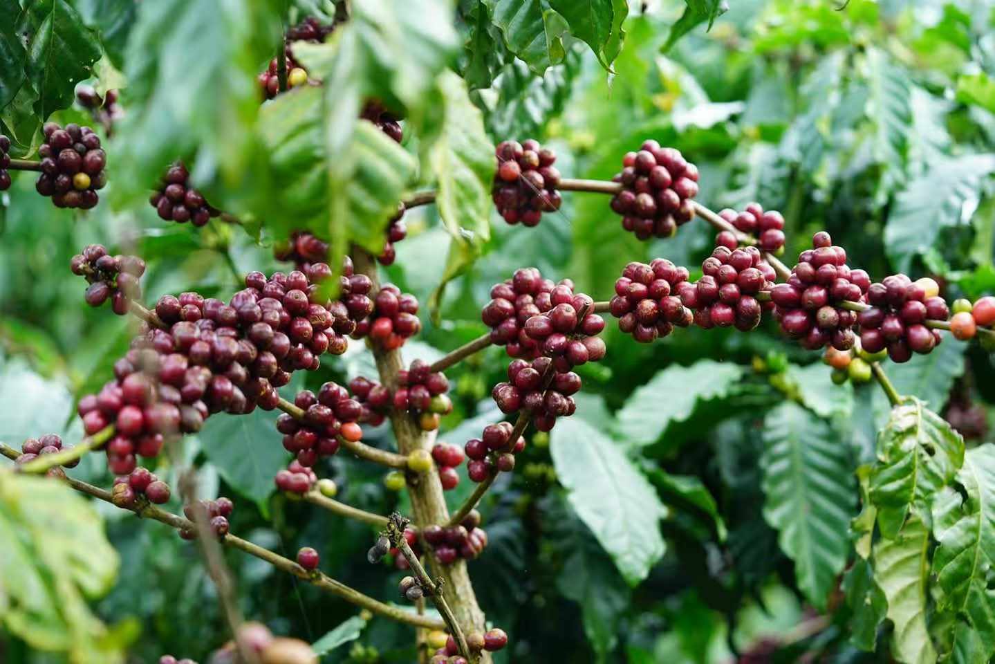 Buy Premium Roasted Coffee Beans Near Me | International Suppliers and Wholesalers +27631501216