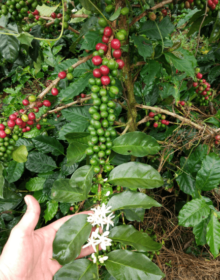 Top Best Coffee Beans Exporters in China, EU, United States, Serbia, Morocco, India, Italy and Germany, India, Belgium, Sudan +27631501216