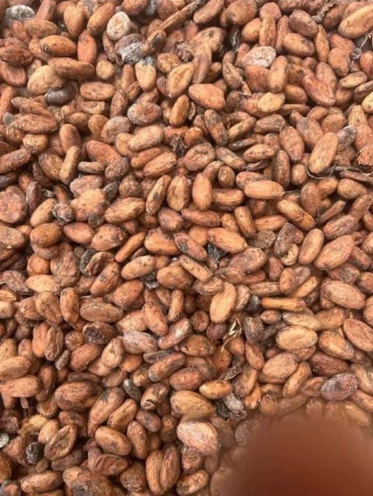 Find Cocoa Bean Exporters Near Me +27631501216 Cocoa Exporter Worldwide – Cocoa Distributors Supply We are CONGLOMERATE GLOBAL PTY LTD Exporters