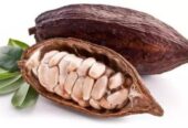 Uganda’s Best Cocoa Bean export company and exporters in South Africa +27631501216