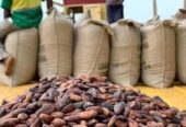 Uganda’s Best Cocoa Bean export company and exporters in South Africa +27631501216