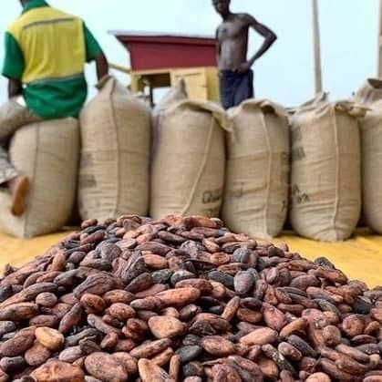 Uganda’s Best Cocoa Bean export company and exporters in South Africa +27631501216