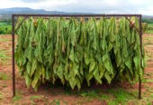 Tobacco harvesting Season | Buy Tobacco Online Near Me USA, UK, Canada, China, Japan, Germany, Italy, France, Russia, Iran, Qatar, Oman, India, Brazil, Australia, South Korea, Mexico, Spain, Indonesia, Saudi Arabia, Netherlands, Turkey, Switzerland, Kenya +27631501216 We have mastered the business and now we have got and can export all three types of tobacco: these are Flue Cured Virginia, Burley and Fired Cured tobaccos. Burley tobacco is a high-quality tobacco that has a high nicotine content and is considered to have superior flavor to many other types of tobacco. Our growers are among the top 5 producers of burley tobacco in the world. Burley leaf from Malawi makes up 6.6 percent of the worlds tobacco exports and accounts for over 50% percent of Malawi’s foreign earnings. 📦CONGLOMERATE GLOBAL PTY LTD 📱WhatsApp: +27631501216 📧Email: conglomerateptyltd@gmail.com
