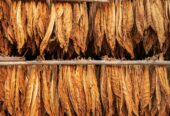 Tobacco harvesting Season | Buy Tobacco Online Near Me USA, UK, Canada, China, Japan, Germany, Italy, France, Russia, Iran, Qatar, Oman, India, Brazil, Australia, South Korea, Mexico, Spain, Indonesia, Saudi Arabia, Netherlands, Turkey, Switzerland, Kenya +27631501216 We have mastered the business and now we have got and can export all three types of tobacco: these are Flue Cured Virginia, Burley and Fired Cured tobaccos. Burley tobacco is a high-quality tobacco that has a high nicotine content and is considered to have superior flavor to many other types of tobacco. Our growers are among the top 5 producers of burley tobacco in the world. Burley leaf from Malawi makes up 6.6 percent of the worlds tobacco exports and accounts for over 50% percent of Malawi’s foreign earnings. 📦CONGLOMERATE GLOBAL PTY LTD 📱WhatsApp: +27631501216 📧Email: conglomerateptyltd@gmail.com