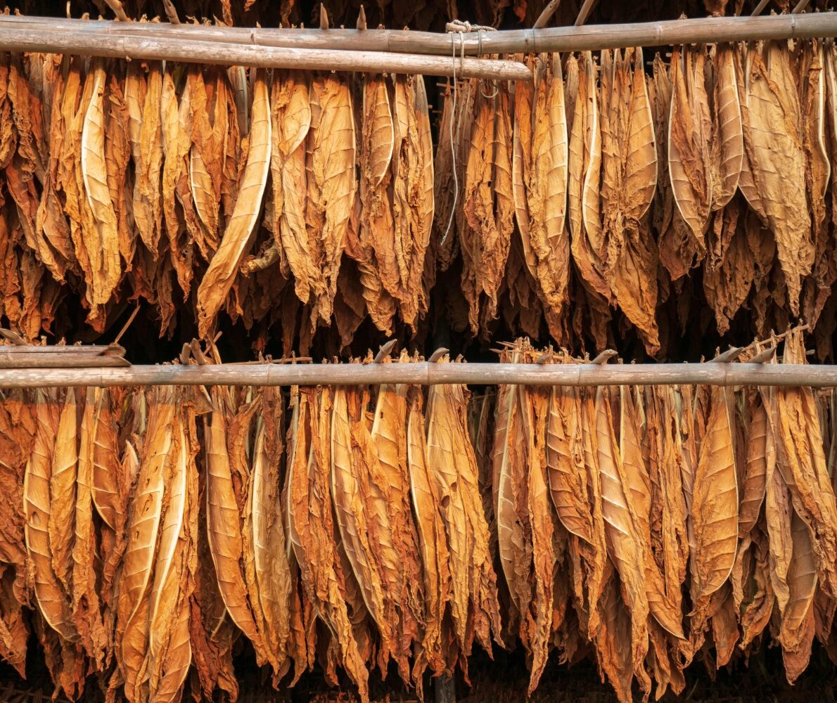 Tobacco harvesting Season | Buy Tobacco Online Near Me USA, UK, Canada, China, Japan, Germany, Italy, France, Russia, Iran, Qatar, Oman, India, Brazil, Australia, South Korea, Mexico, Spain, Indonesia, Saudi Arabia, Netherlands, Turkey, Switzerland, Kenya +27631501216 We have mastered the business and now we have got and can export all three types of tobacco: these are Flue Cured Virginia, Burley and Fired Cured tobaccos. Burley tobacco is a high-quality tobacco that has a high nicotine content and is considered to have superior flavor to many other types of tobacco. Our growers are among the top 5 producers of burley tobacco in the world. Burley leaf from Malawi makes up 6.6 percent of the worlds tobacco exports and accounts for over 50% percent of Malawi’s foreign earnings. 📦CONGLOMERATE GLOBAL PTY LTD 📱WhatsApp: +27631501216 📧Email: conglomerateptyltd@gmail.com