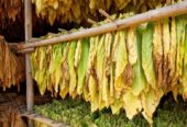 Tobacco harvesting Season | Buy Tobacco Online Near Me USA, UK, Canada, China, Japan, Germany, Italy, France, Russia, Iran, Qatar, Oman, India, Brazil, Australia, South Korea, Mexico, Spain, Indonesia, Saudi Arabia, Netherlands, Turkey, Switzerland, Kenya +27631501216 We have mastered the business and now we have got and can export all three types of tobacco: these are Flue Cured Virginia, Burley and Fired Cured tobaccos. Burley tobacco is a high-quality tobacco that has a high nicotine content and is considered to have superior flavor to many other types of tobacco. Our growers are among the top 5 producers of burley tobacco in the world. Burley leaf from Malawi makes up 6.6 percent of the worlds tobacco exports and accounts for over 50% percent of Malawi’s foreign earnings. 📦CONGLOMERATE GLOBAL PTY LTD 📱WhatsApp: +27631501216 📧Email: conglomerateptyltd@gmail.com
