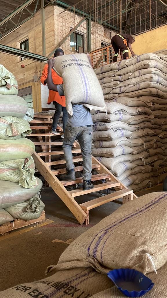 #Green Coffee beans (Arabica Coffee) Grade: AA, A, and AB+27719755564