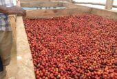 #Green Coffee beans (Arabica Coffee) Grade: AA, A, and AB+27719755564