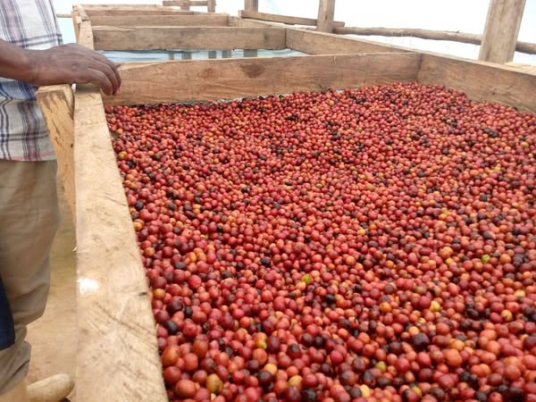 #Green Coffee beans (Arabica Coffee) Grade: AA, A, and AB+27719755564