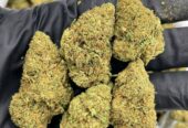 Buy Coke Weed Cocaine Maribor Telegram (@thyfone) Signal ID (@thyfone.88)
