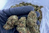 Buy Coke Weed Cocaine Kosice Telegram (@thyfone) Signal ID (@thyfone.88)